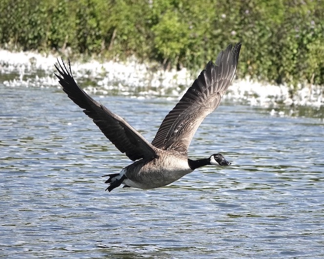 Canada goose